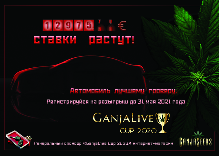   Как не прозевать победу и заполучить авто на «GanjaLive Cup 2020»