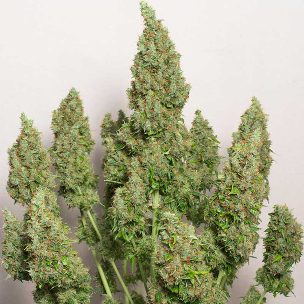 Семена  Anubis regular Ganja Seeds