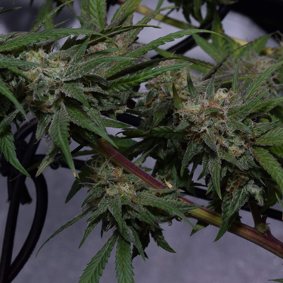 семена конопли аутдор Original Berry feminised Victory Seeds