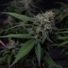 семена конопли в интернете Original Berry feminised Victory Seeds