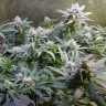 семена конопли Казахстан Original Berry feminised Victory Seeds