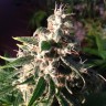 Auto Think Different feminised Ganja Seeds