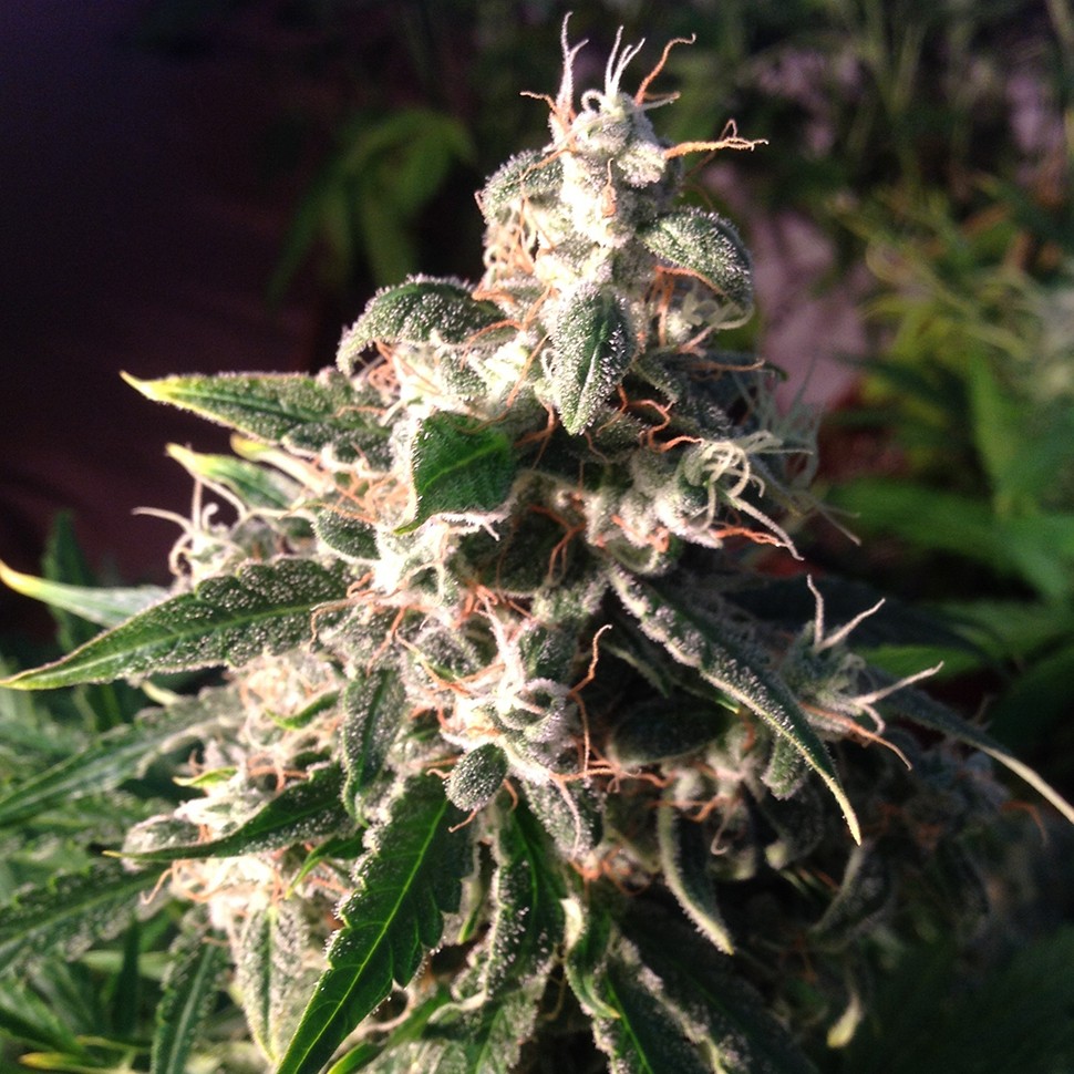 Семена конопли  Auto Think Different feminised Ganja Seeds