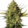 Семена конопли  Auto Think Different feminised Ganja Seeds