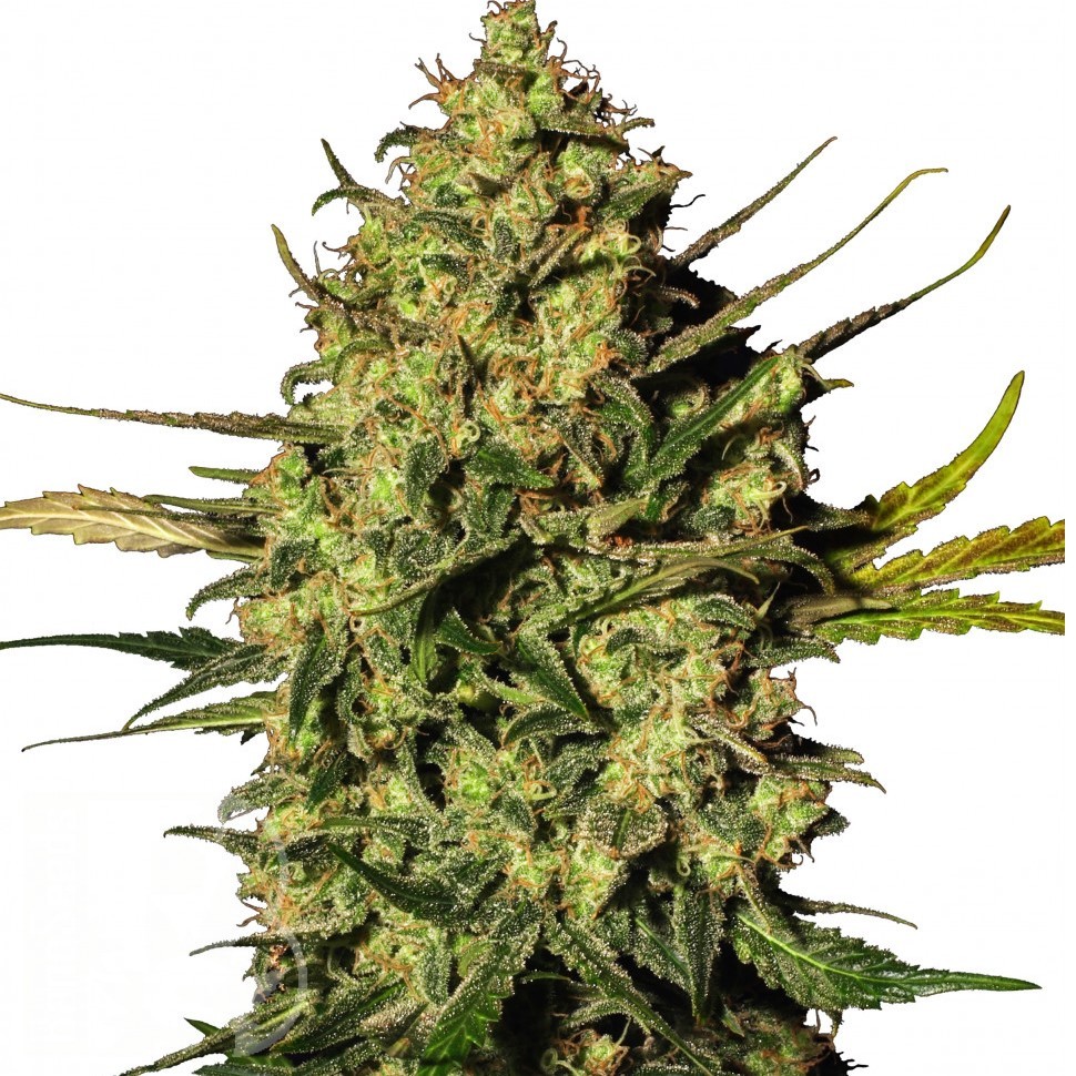 Семена конопли  Auto Think Different feminised Ganja Seeds