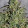 Семена конопли  Auto Think Different feminised Ganja Seeds