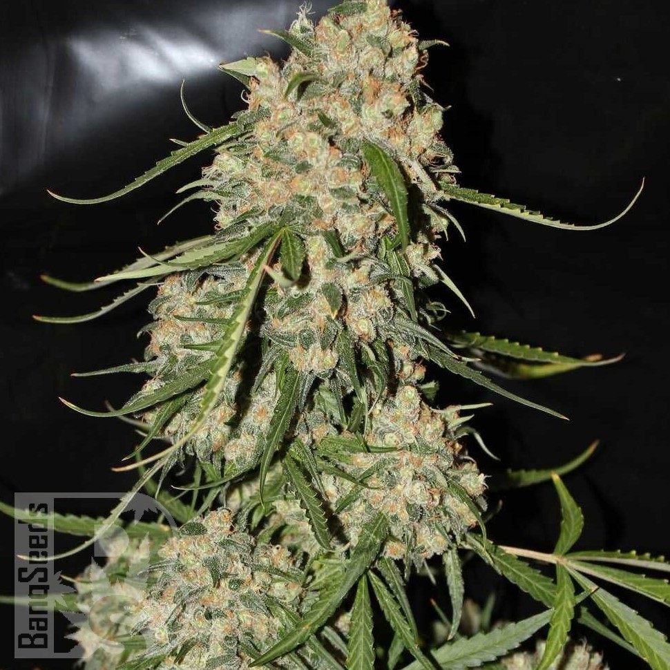 Семена конопли  Auto Think Different feminised Ganja Seeds