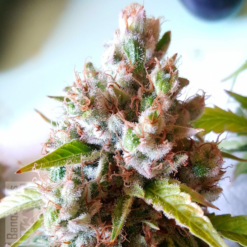 Auto Royal Creamatic feminised Ganja Seeds