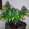 Семена конопли Auto Royal Creamatic feminised Ganja Seeds