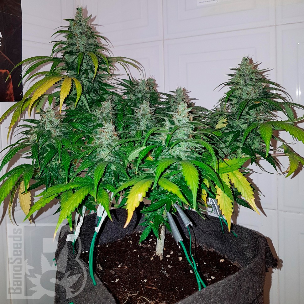 Семена конопли Auto Royal Creamatic feminised Ganja Seeds