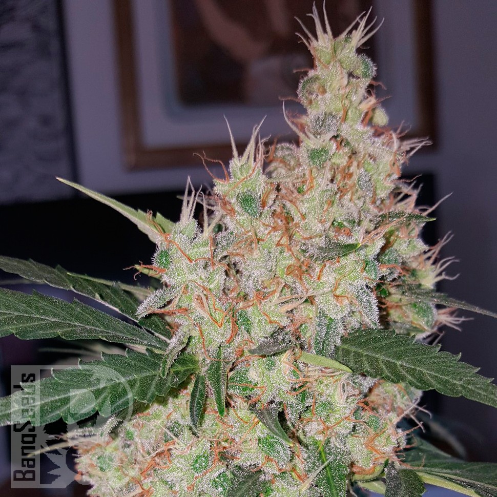 Auto Royal Creamatic feminised Ganja Seeds купить