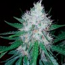 Заказать Auto Royal Creamatic feminised Ganja Seeds