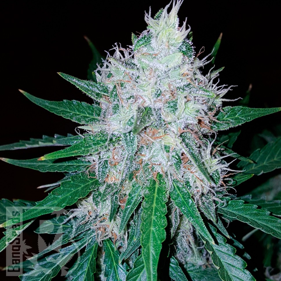 Заказать Auto Royal Creamatic feminised Ganja Seeds