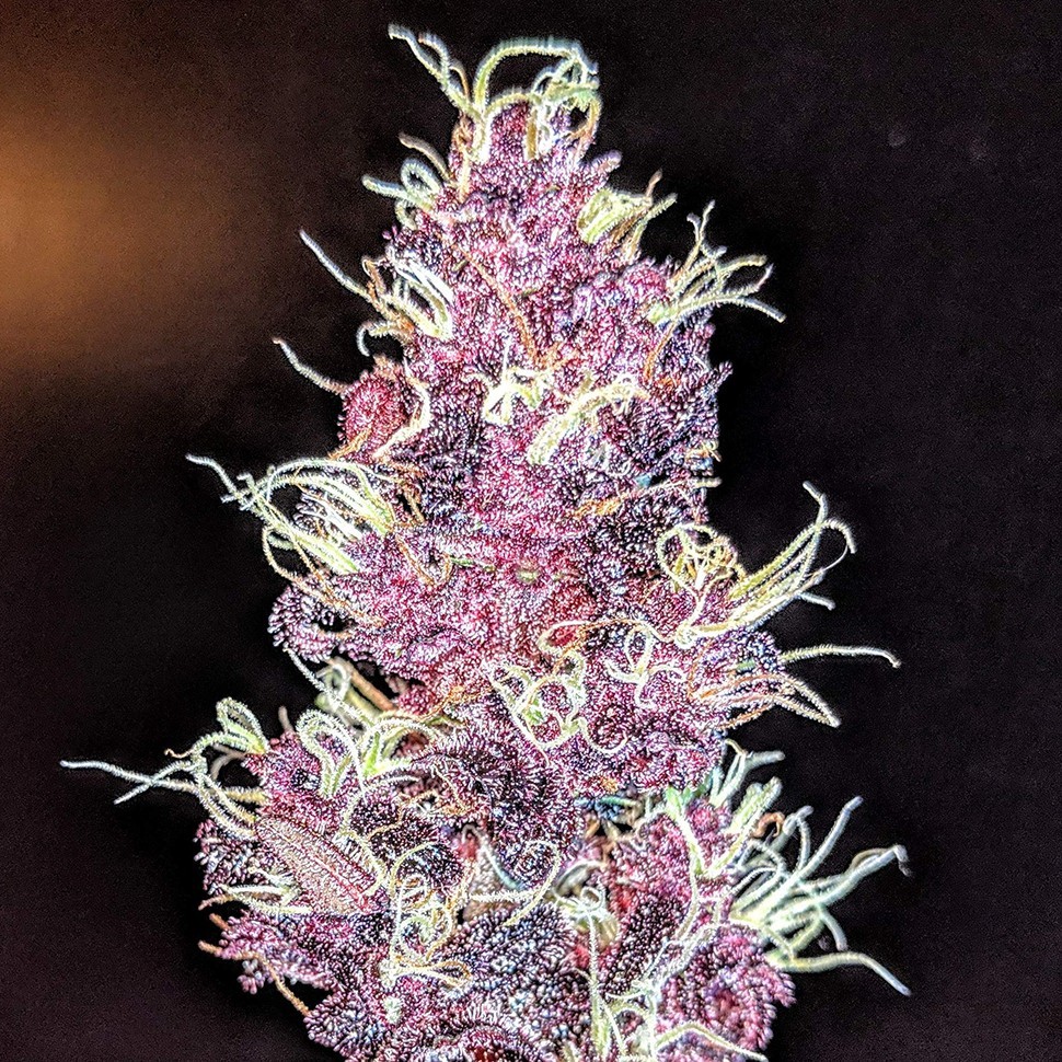 Семена ганжа  Auto Diesel feminised Ganja Seeds