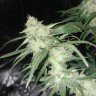 заказ семян конопли Нур-Султан Original Limonade Skunk feminised Victory Seeds