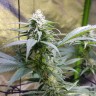 семена конопли гидропоники Original Limonade Skunk feminised Victory Seeds