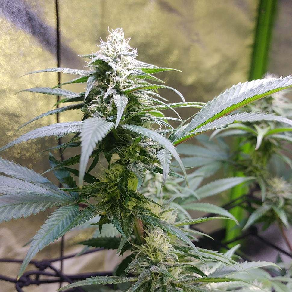 семена конопли гидропоники Original Limonade Skunk feminised Victory Seeds