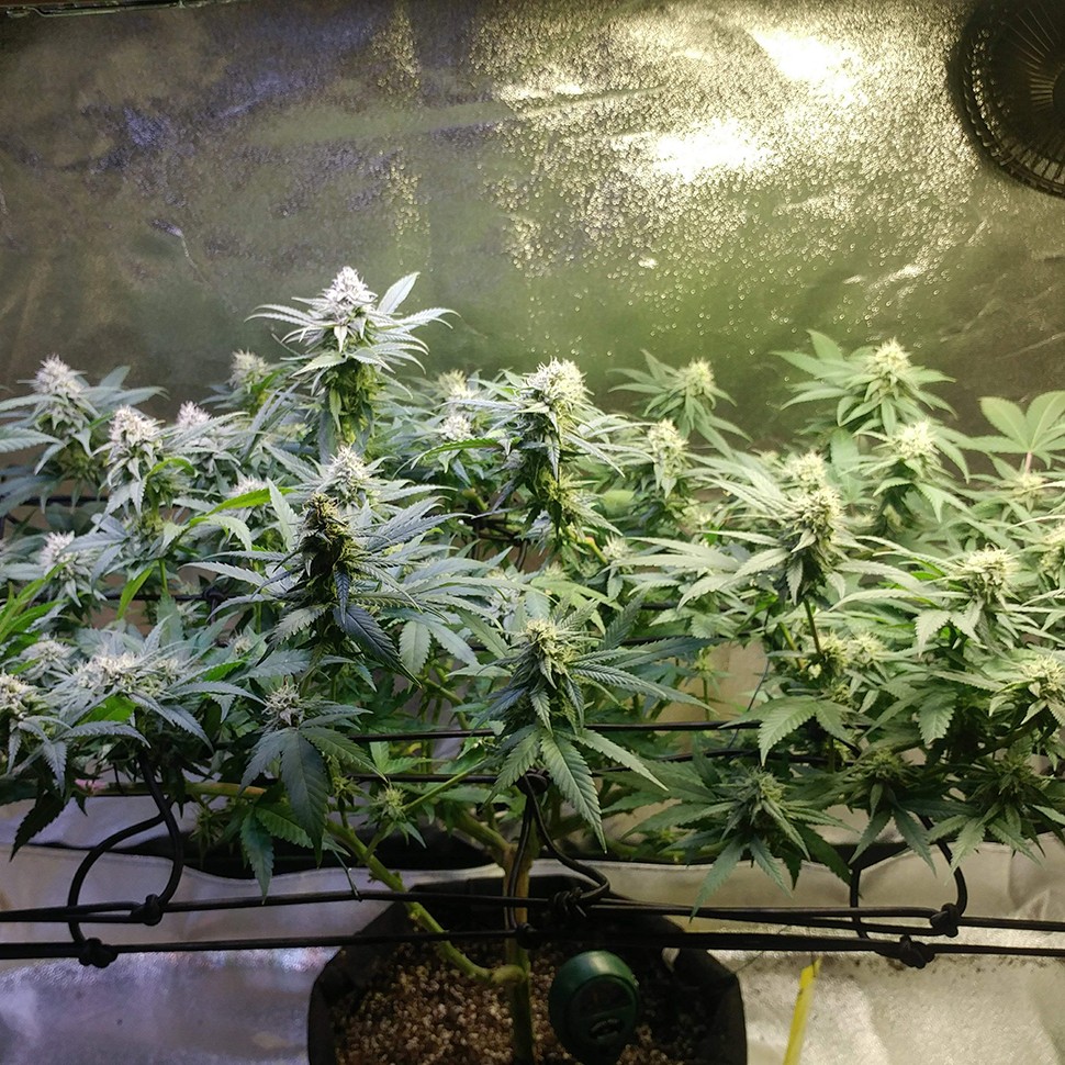 семена конопли дешево Original Limonade Skunk feminised Victory Seeds