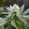 семена конопли с доставкой Original Limonade Skunk feminised Victory Seeds