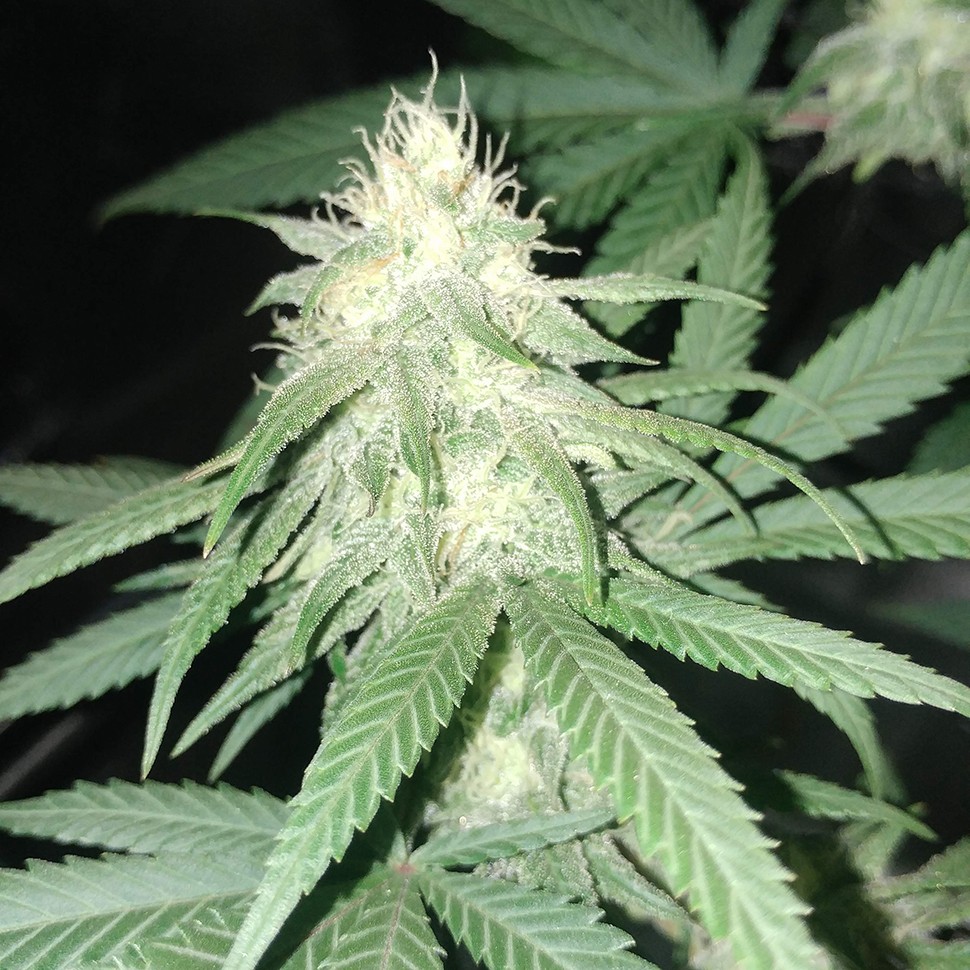 семена индийской конопли Original Limonade Skunk feminised Victory Seeds