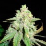 качественные семена конопли Auto White Widow CBD feminised Ganja Seeds