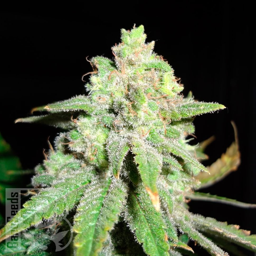 качественные семена конопли Auto White Widow CBD feminised Ganja Seeds