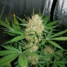 купить семена конопли Auto White Widow CBD feminised Ganja Seeds