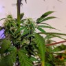 Auto White Widow CBD feminised Ganja Seeds