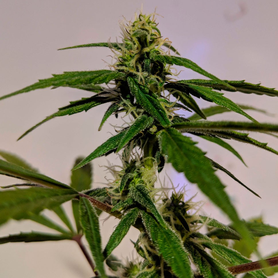 автоцветущие сорта конопли Auto White Widow CBD feminised Ganja Seeds