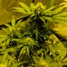 феминизированные семена конопли Auto White Widow CBD feminised Ganja Seeds