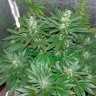 медицинские сорта конопли Auto White Widow CBD feminised Ganja Seeds