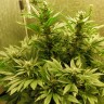 семена конопли вайт видов Auto White Widow CBD feminised Ganja Seeds