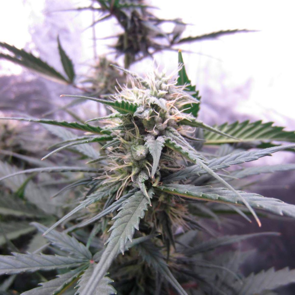 семена конопли белая вдова Auto White Widow CBD feminised Ganja Seeds