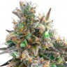 Auto Royal Bluematic feminised Ganja Seeds оптом