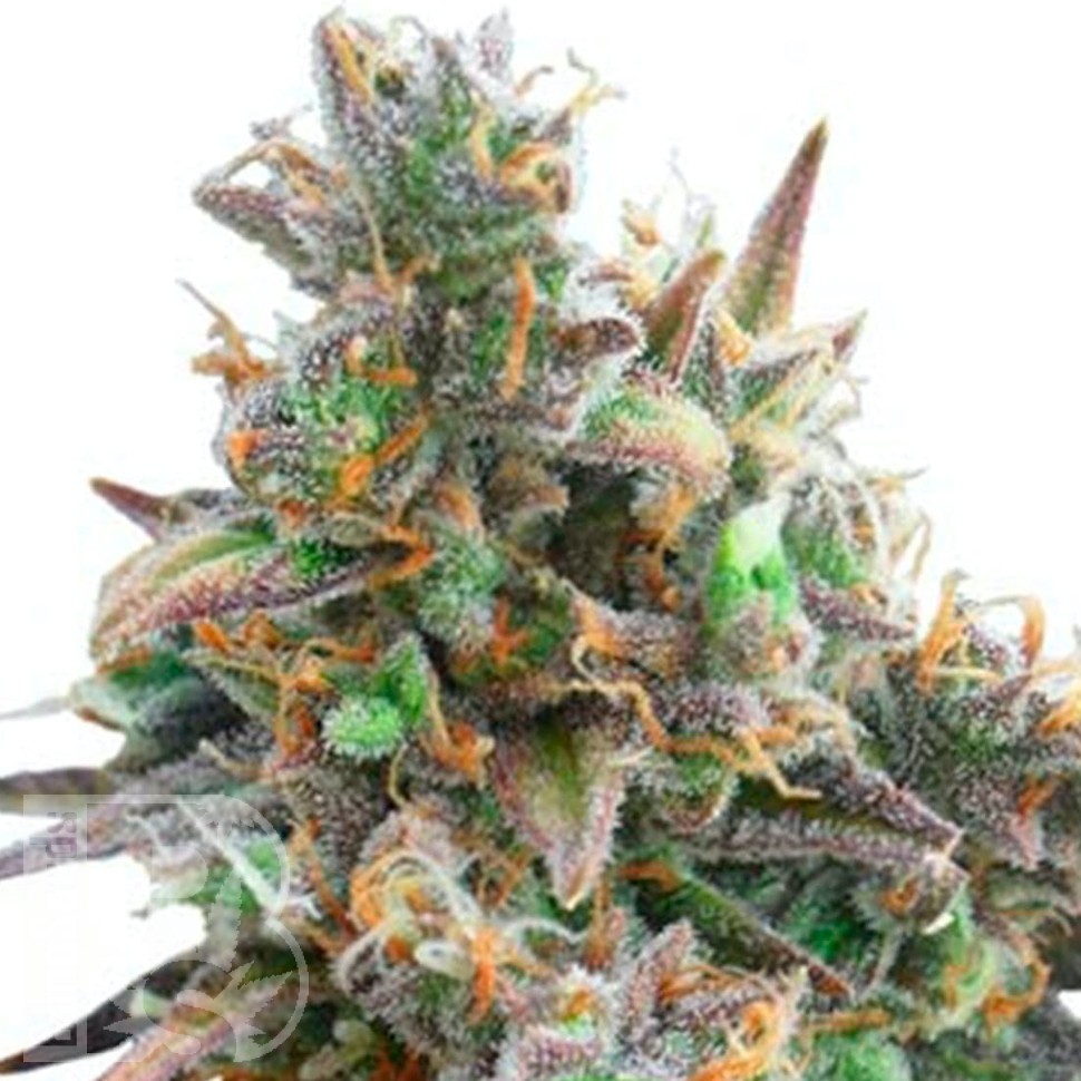 Auto Royal Bluematic feminised Ganja Seeds оптом