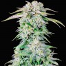 Auto Royal Bluematic feminised Ganja Seeds заказать