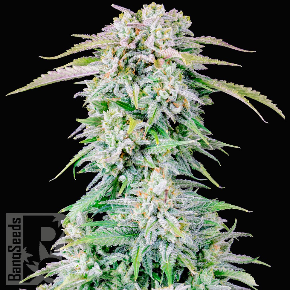 Auto Royal Bluematic feminised Ganja Seeds заказать