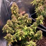 Auto Royal Bluematic feminised Ganja Seeds купить