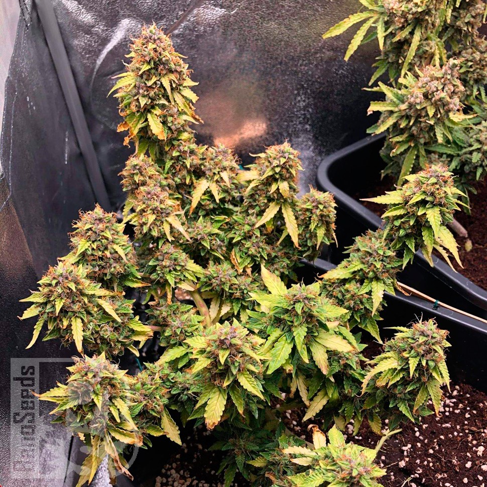 Auto Royal Bluematic feminised Ganja Seeds