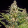 Семена ганжа  The Church feminised Ganja Seeds