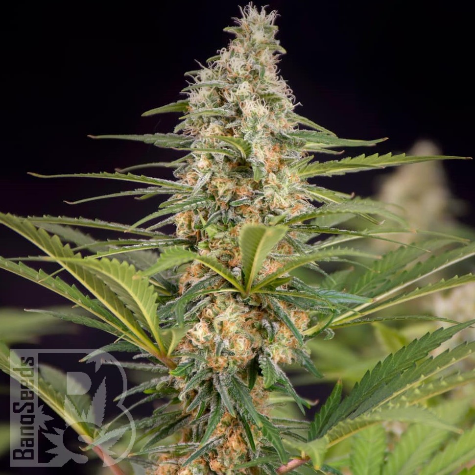 Семена ганжа  The Church feminised Ganja Seeds