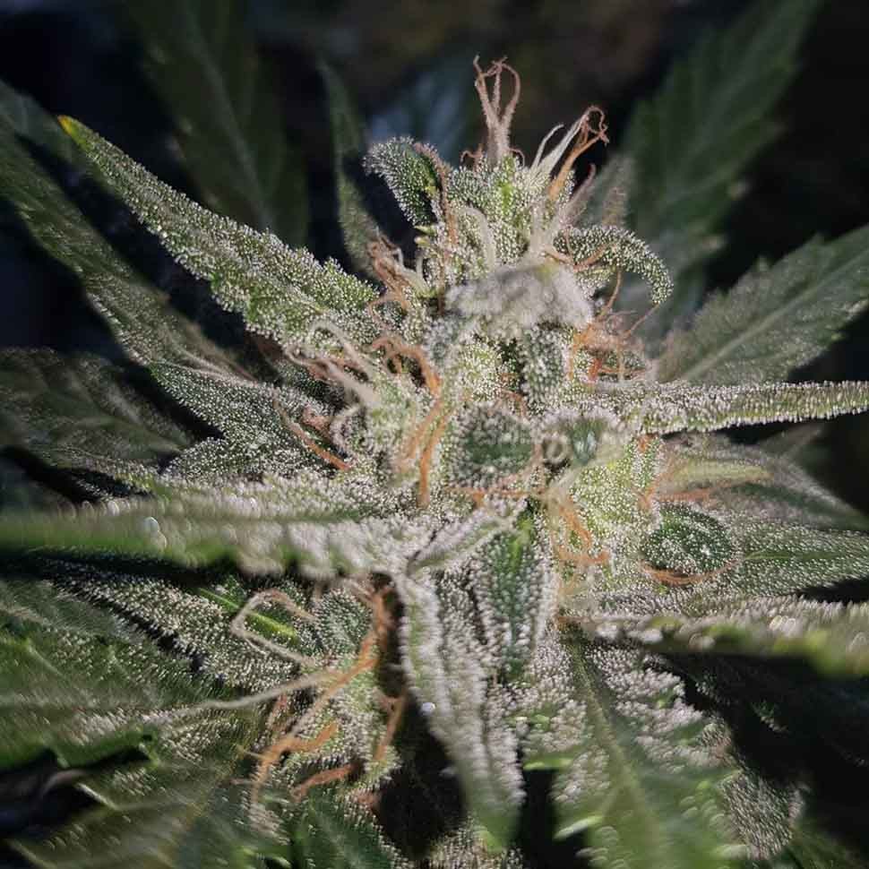 Семена ганжа  Blue Cheese regular Ganja Seeds