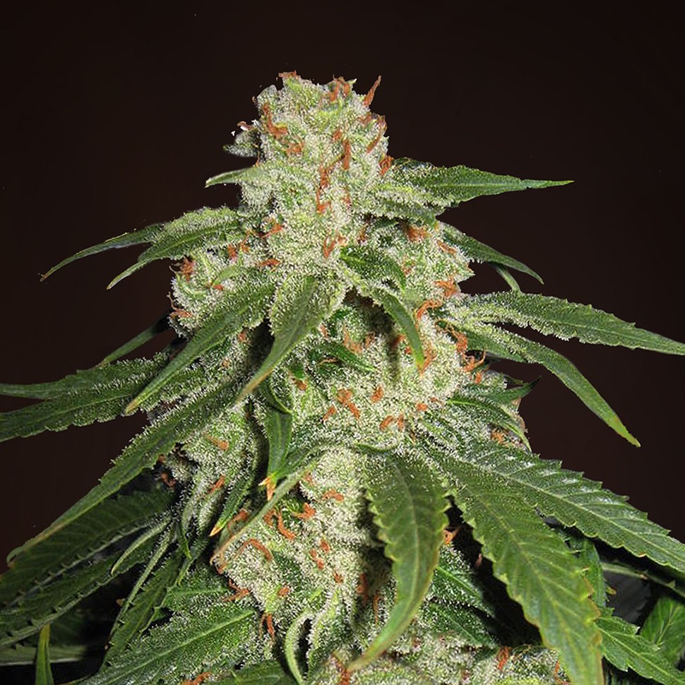 Семена каннабиса  Jack Herer feminised Neuro Seeds