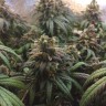 купить семена конопли в оригинальных упаковках Jack Herer feminised