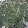 семена конопли Auto X.Treme feminised Ganja Seeds