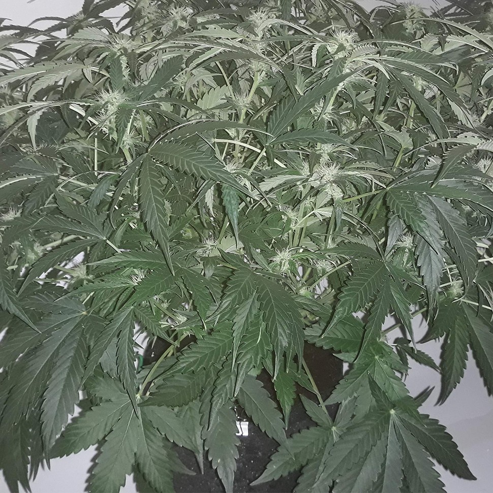 Семена каннабиса  Auto X.Treme feminised Ganja Seeds