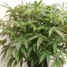 Auto X.Treme feminised Ganja Seeds