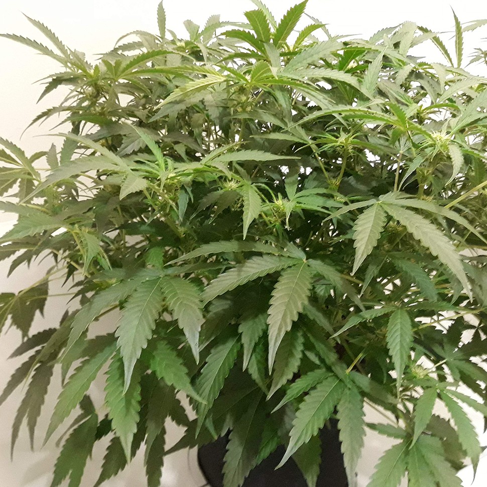 Auto X.Treme feminised Ganja Seeds