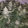 семена конопли экстрим Auto X.Treme feminised Ganja Seeds