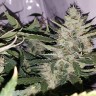 качественные семена конопли Auto X.Treme feminised Ganja Seeds